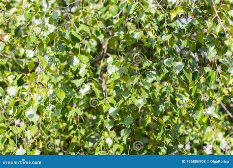 Birch Foliage, Green Natural Birch Leaves, Background Wallpaper Stock Photo - Image of texture ...