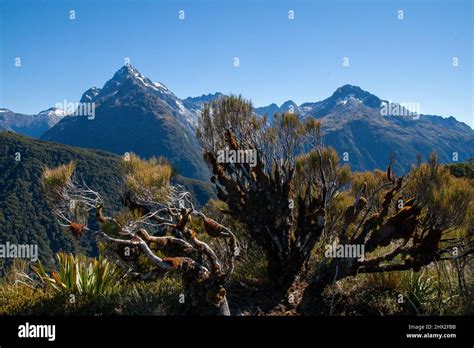 New zealand alpine plant hi-res stock photography and images - Alamy