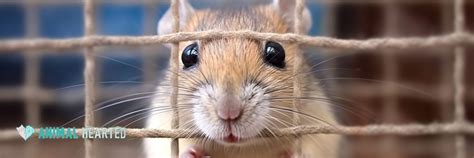 Best Gerbil Cages: Top Picks for Your Furry Friend — Animal Hearted Apparel