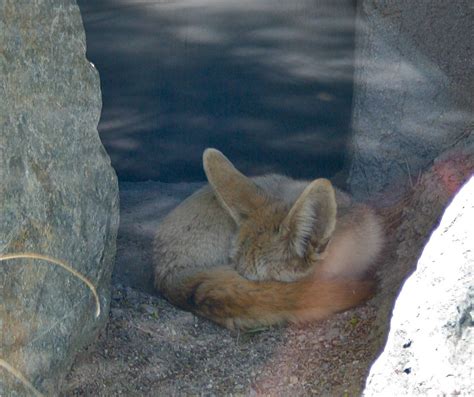 African Fennec Fox in hiding | The Fennec Fox is found in th… | Flickr