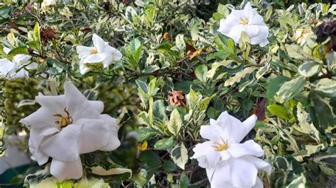 National Plant, Variegated Rosal plant, Gardenia jasminoides - YouTube