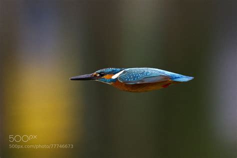 "Kingfisher in flight" : pics