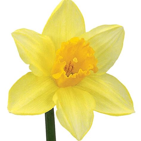 Daffodil - About Flowers