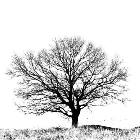 This is the kind of tree I want on my ribs. Minus the grass. black and white tree art - Google ...