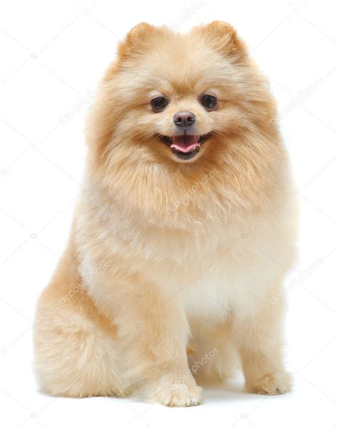 Portrait of sitting pomeranian spitz Stock Photo by ©toloubaev 11635777