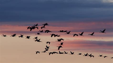 branch-bird-sky-sunrise-sunset-morning-dawn-flock-dusk-birds-cranes-water-bird-bird-migration ...