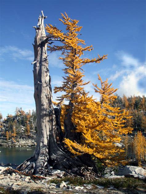 Tamarack (and Other Wild Larches) Make Great Bonsai – Stone Lantern