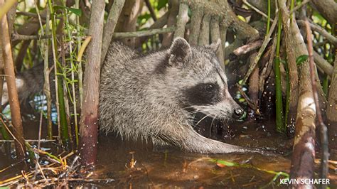 Pygmy Raccoons - NWF | Ranger Rick