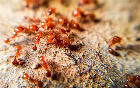 Cantu Pest & Termite | A Guide To Common Ants In Houston & Dallas, TX