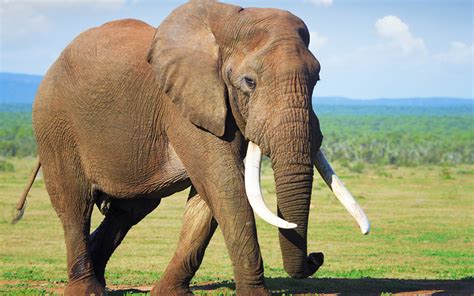 15 Fun and Interesting Elephant Facts for Kids - ChildFun