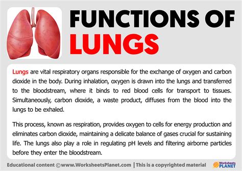 Functions of Lungs