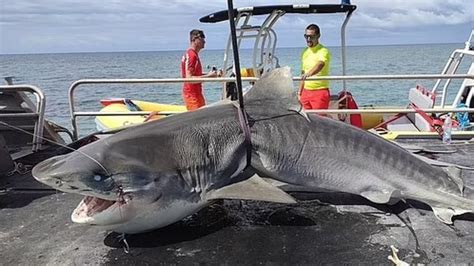 Sydney dad named as New Caledonia shark attack victim | The Australian