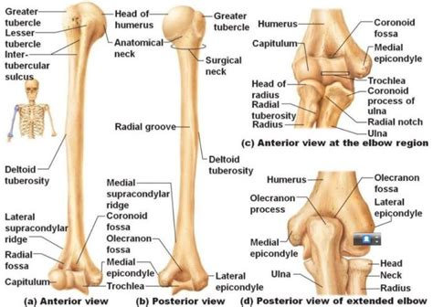 Humerus anatomy, humerus bone, humerus bone anatomy | Anatomy bones ...