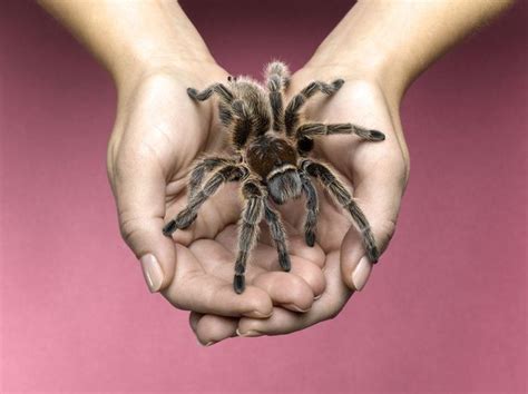 How Long Do Pet Tarantulas Live? in 2020 | Pet tarantula, Pet spider, Rose tarantula