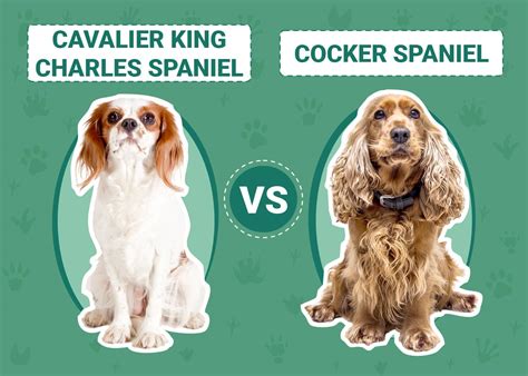 Cavalier King Charles Spaniel vs Cocker Spaniel: Key Differences (With ...