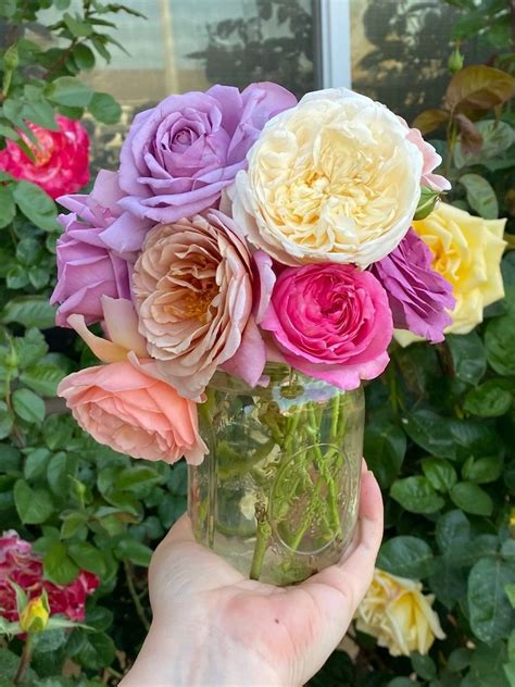 Miniature Roses: Complete guide for growing and taking care of mini roses