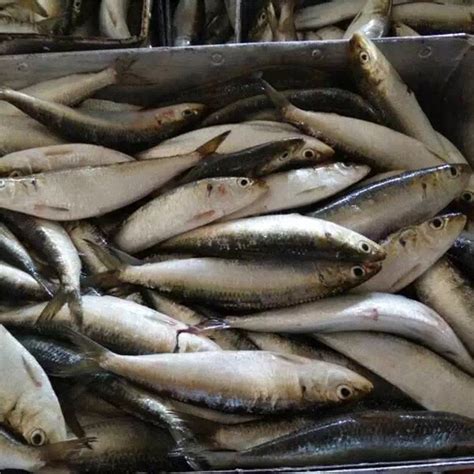 Frozen Indian Oil Sardine, फ्रोज़न सारडाइन in Kottayam , Seaworld ...