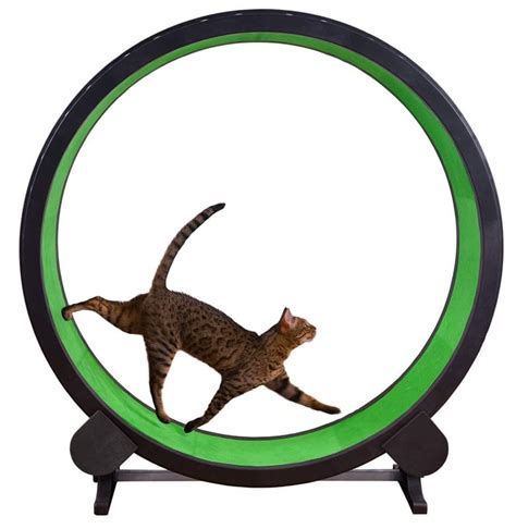 Diy Cat Running Wheel - Diy Projects