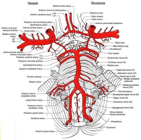 anterior choroidal artery | Vertebral artery, Arteries, Internal carotid artery