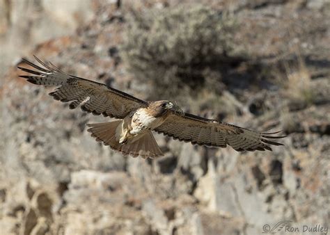 Male Red-tailed Hawk Struggling To Gather Nesting Material – Feathered Photography