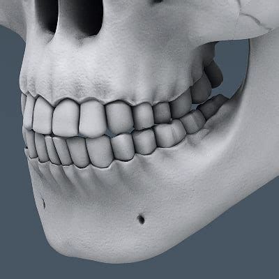 human skull nose anatomy 3d model