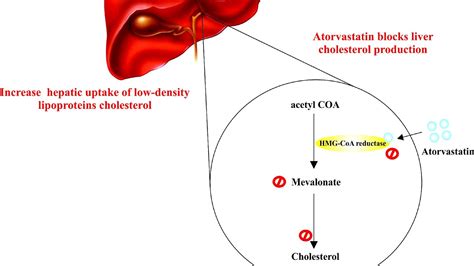 Side Effects Of Atorvastatin Calcium - Effect Choices