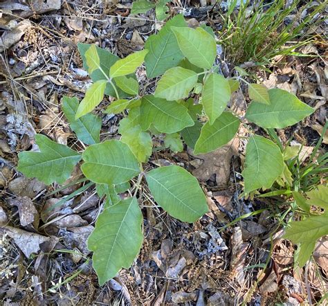 Maryland Biodiversity Project - Atlantic Poison Oak (Toxicodendron pubescens)