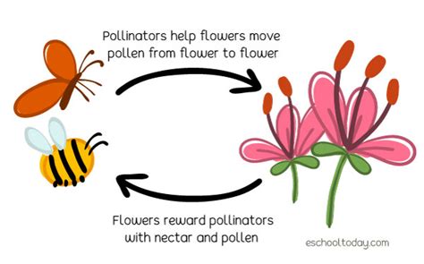 Introduction to pollination – Eschooltoday