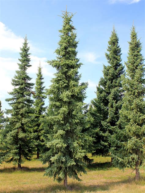 Protect Your Privacy With These 5 Evergreen Trees | Dengarden