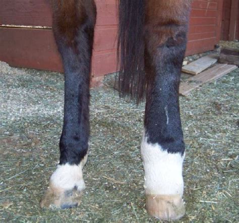 Cellulitis In Horses Treatment - Quotes Trending