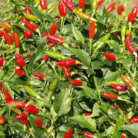 Tabasco Heirloom Pepper Seeds | Terroir Seeds