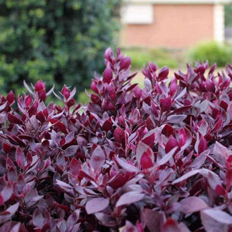 Little Ruby — Red Wagon Plants