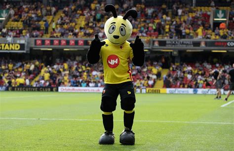 Pin on Watford Mascot