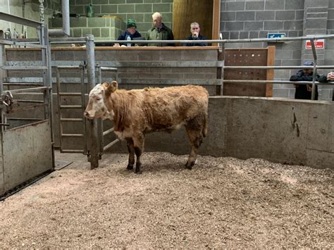 Mart report: General cattle sale at Ardee Mart - Agriland.ie