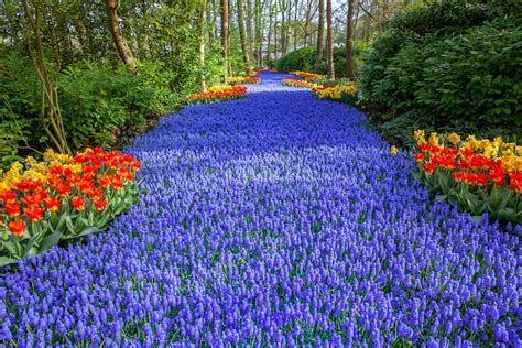 Enjoy Over 7 Million Blooms in Holland's Largest Flower Garden