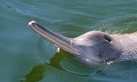 Rare Ganga River Dolphin Spotted in Meerut and Kolkata amidst Lockdown - India's Endangered