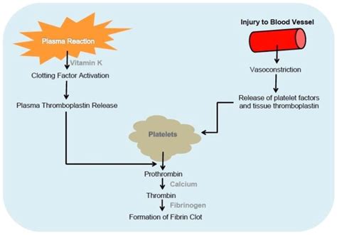 Haemostatic agents in surgery – O&G Magazine