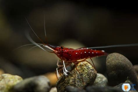 Sulawesi Shrimp ( Rare Species Care Guide )