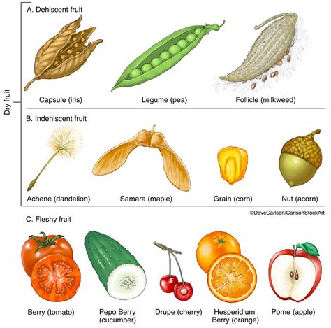 Fruit Types | Carlson Stock Art