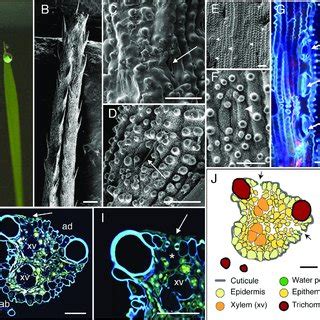 (PDF) Anatomy of leaf apical hydathodes in four monocotyledon plants of economic and academic ...