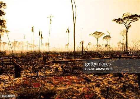 Amazon Rainforest Fire Photos and Premium High Res Pictures - Getty Images