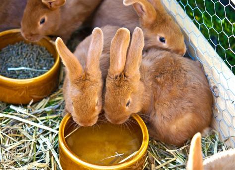 Rabbit Food Archives - Exotic Animal Supplies