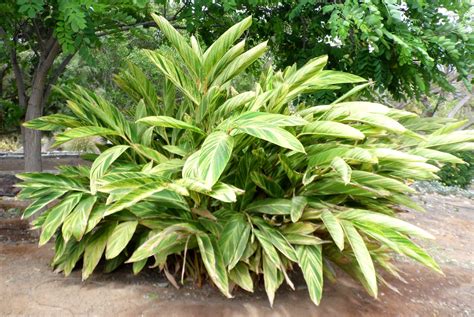 Guía de cuidados de la alpinia