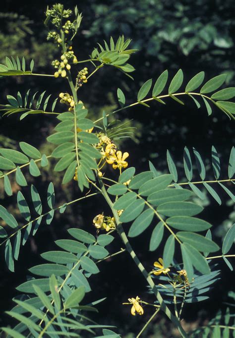 Senna hebecarpa (northern wild senna): Go Botany