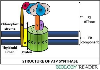 ATP Synthase in Photosynthesis - Definition, Structure & Mechanism - Biology Reader