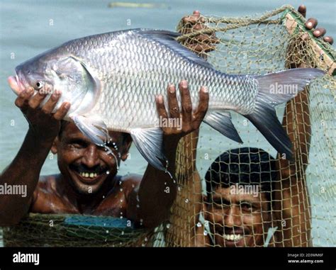 Bangladeshi Fish High Resolution Stock Photography and Images - Alamy