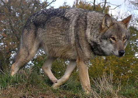 Italian wolf - Alchetron, The Free Social Encyclopedia