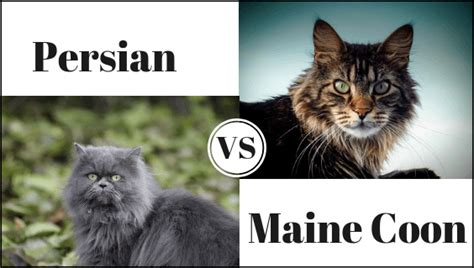 Persian Cat vs. Maine Coon | Persian Cat Corner