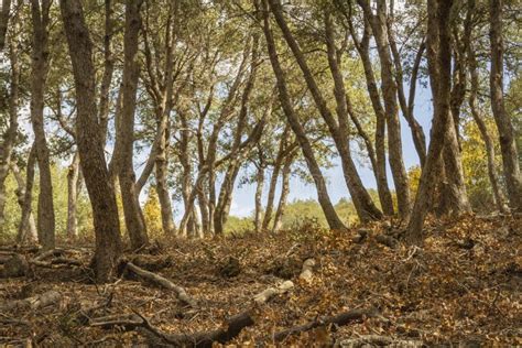 Hiking in the San Gabriel Mountains Stock Image - Image of environment ...