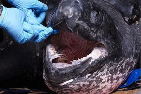 The Inside Of A Leatherback Sea Turtle's Mouth Looks Like A Nightmare